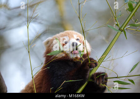 Detaillierte Nahaufnahme von netten Jungen kleiner Panda (Ailurus fulgens) isoliert im Freien, hoch oben in einem Baum essen Blätter im Cotswold Wildlife Park, Großbritannien. Stockfoto