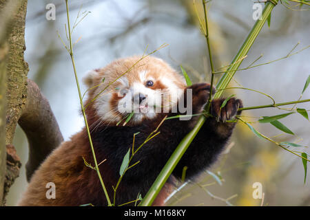 Front Nahaufnahme von niedlichem roten Panda (Ailurus fulgens) isoliert im Freien bis hin zu Unfug, Cotswold Wildlife Park UK, klettern hoch in Baum, Zunge raus! Stockfoto