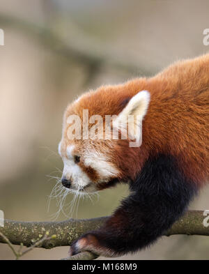 Close-up, Seitenansicht der jungen Roten Panda (Ailurus fulgens) klettern in den Bäumen. Detaillierte Kopf und Schulter geschossen. Flauschige Gesicht, grossen haarigen Ohren & lange Schnurrhaare. Stockfoto