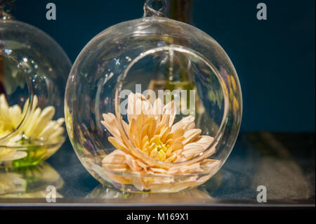 Chrysanthemum flower in transparenter Glaskolben liegen. Dekorative Gestaltung. Selektive konzentrieren. Close Up. Stockfoto