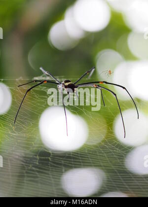 Nephila pilipes in seinem Netz, Biak, Papua, Indonesien warten Stockfoto