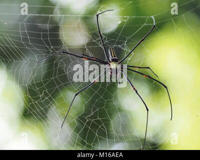 Nephila pilipes in seinem Netz, Biak, Papua, Indonesien warten Stockfoto