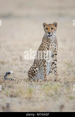 Gepard (Acinonyx jubatus), sitzend, Nxai Pan National Park, Ngamiland District, Botswana Stockfoto