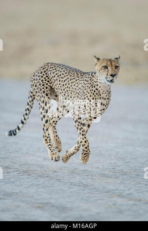 Gepard (Acinonyx jubatus) läuft, Nxai Pan National Park, Ngamiland District, Botswana Stockfoto