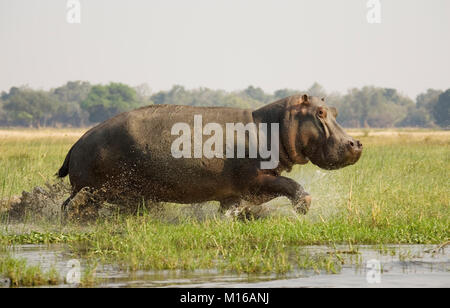 Flusspferd (Hippopotamus amphibius), Stier durch das flache Wasser auf einer grünen Insel im Zambezi Fluss, Stockfoto