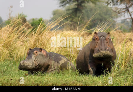 Flusspferd (Hippopotamus amphibius), ruht auf einer Insel im Zambezi River, Lower Zambezi National Park, Sambia Stockfoto