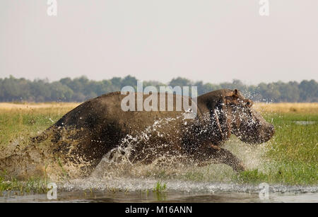 Flusspferd (Hippopotamus amphibius), Stier durch das flache Wasser auf einer grünen Insel im Zambezi Fluss, Stockfoto
