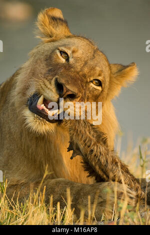 Löwe (Panthera leo), juvenile männlichen beißen über die haarigen Reste eines jungen Pferdeantilope (Hippotragus Equinus) Stockfoto