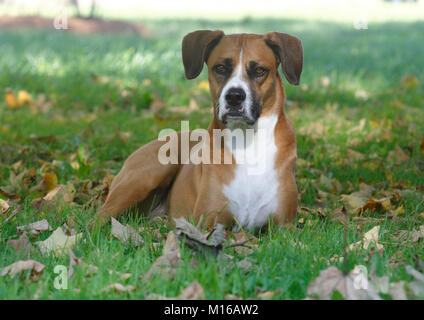 Boxer Anzeigen 94 Hunde In Der Vermittlung