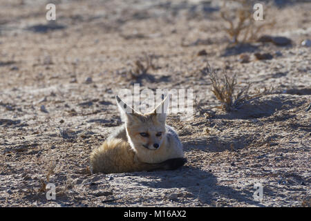 Cape Fox (Vulpes chama), erwachsene Frau liegend auf den trockenen Boden, Morgenlicht, Kgalagadi Transfrontier Park, Northern Cape Stockfoto