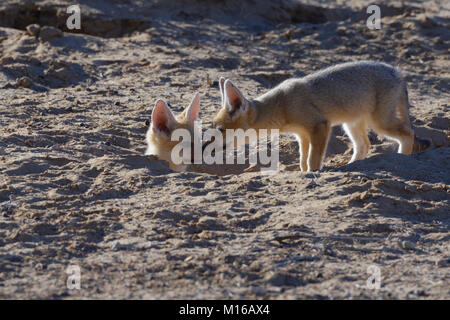 Zwei junge Kap der Füchse (Vulpes chama), Nase an Nase am Graben, Eingang, Kgalagadi Transfrontier Park, Northern Cape, Südafrika Stockfoto