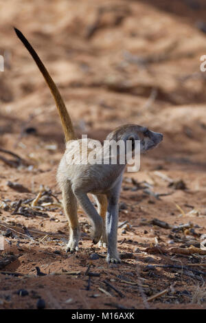 Erdmännchen (Suricata suricatta), erwachsenen männlichen, Schwanz, Alert, Kgalagadi Transfrontier Park, Northern Cape, Südafrika Stockfoto