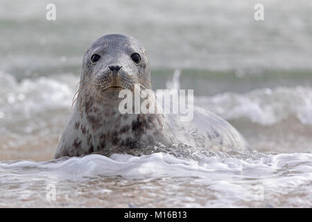 Kegelrobbe (Halichoerus grypus) junge Tier im Wasser spielen, Schleswig-Holstein, Helgoland, Deutschland Stockfoto