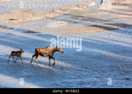 Kuh Elch (Alces alces) und Kalb ford Teklanika River im Denali National Park in Southcentral Alaska. Stockfoto
