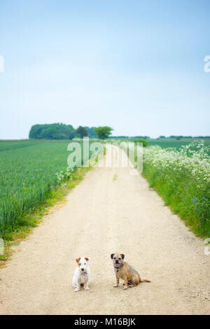 Beste Freunde - zwei Terrier, Hund Freunde für einen Spaziergang zusammen. Links Jack Russell Terrier, Border Terrier, Stockfoto
