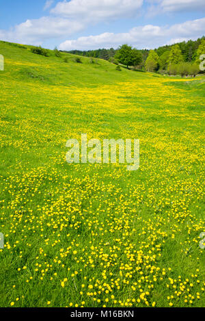 Ländliche Szene von Frühling und Sommer Ranunkeln, Ranunculus - Auf der Wiese Hang in Swinbrook, in den Cotswolds, England, Großbritannien Stockfoto