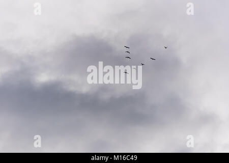 Fliegende Vögel am Himmel. Schwarze Silhouetten und Formen gegen den hellen Himmel. Migration von Vögeln auf den Herbst. Stockfoto