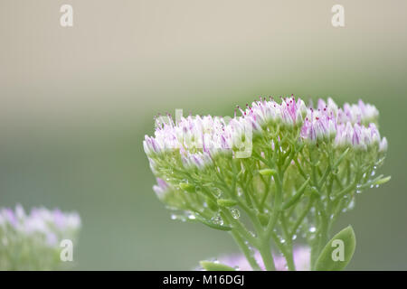 Kleine Blume Cluster Stockfoto