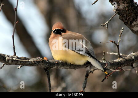 Eine individuelle Cedar Waxwing aus einer Herde, die bis im März zeigte auf meine Zier crabapple Bäume zu füttern. Stockfoto