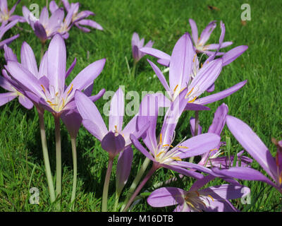 Lavendel Crocus Blumen nahe am Monets Garten in Giverny, Frankreich Stockfoto