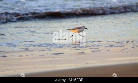 Kleiner Vogel auf Wasser am Strand. Stockfoto