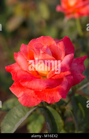 Am frühen Morgen schöne rose flower garden, Tau auf Rosen mit tollen Farben etwa fünfzig Arten und die Vielfalt der stieg in diesem Garten. Stockfoto