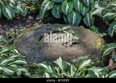 Der alte Baum gesägt. Durch die Risse in den Stumpf einer jungen sprießen junger Eiche wächst. St. Petersburg, Russland, Natur. Junge Triebe der Eiche wächst Stockfoto