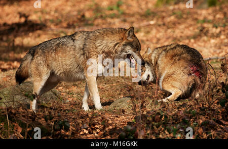 Alpha Male Wolf stellt eine der Pack auf seinem Platz. Stockfoto