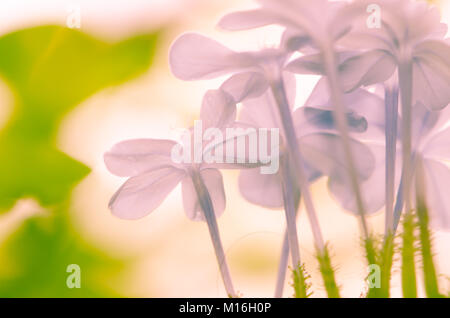 Soft pink flower haze Effekt Stockfoto