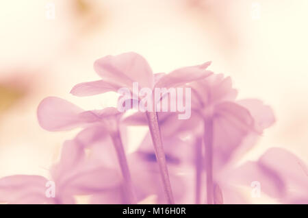 Soft pink flower haze Effekt Stockfoto