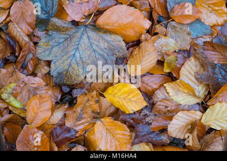 Laubbäumen Blätter auf Waldboden. Stockfoto