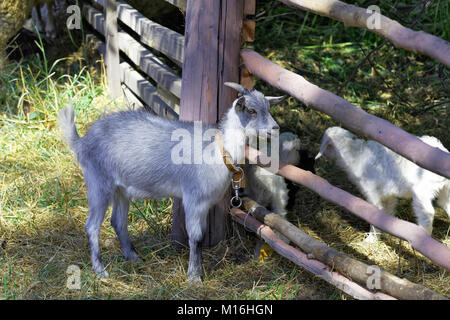 Junge Ziege in der Nähe des Zauns auf dem Bauernhof Stockfoto