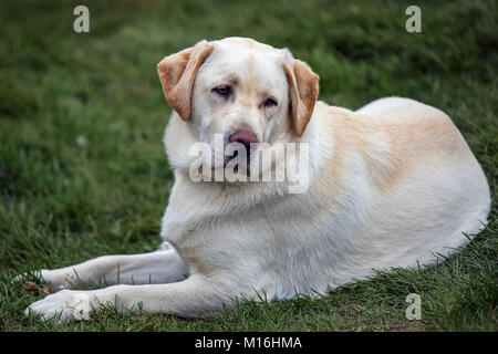 Weiß, gelb Labrador Hund liegt auf dem Gras Stockfoto