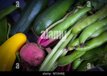 Gemüse aus einem englischen Zuteilung. Nachhaltiges Leben, minimale Food Miles, organische, saisonale Essen, frische, heimische Lebensmittel. Stockfoto