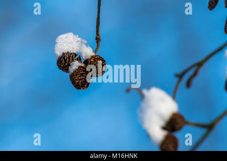 Schnee auf schwarz Erlenzapfen im Winter. Schönen blauen Himmel im Hintergrund. Stockfoto