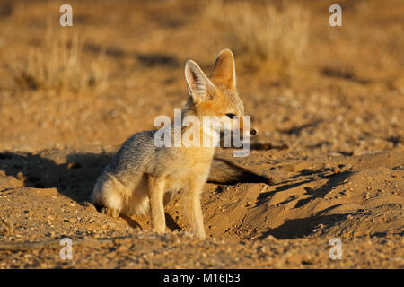 Cape Fox (Vulpes chama) im natürlichen Lebensraum, Kalahari Wüste, Südafrika Stockfoto