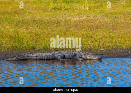 Alligator auf der Bank von Myakka River in Myakka River State Pak in Sarsaota Florida in den Vereinigten Staaten Stockfoto