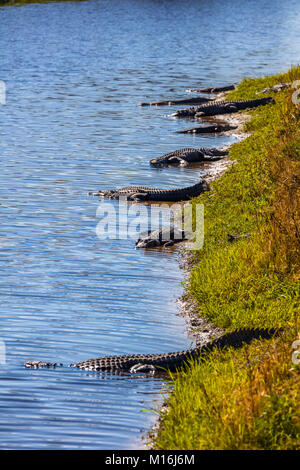 Alligatoren auf der Bank von Myakka River in Myakka River State Pak in Sarsaota Florida in den Vereinigten Staaten Stockfoto