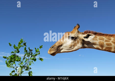 Eine Giraffe (Giraffa Camelopardalis) Fütterung auf Blätter gegen den blauen Himmel, Südafrika Stockfoto