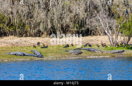 Alligatoren und Geier auf der Bank von Myakka River in Myakka River State Pak in Sarsaota Florida in den Vereinigten Staaten Stockfoto