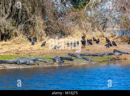 Alligatoren und Geier auf der Bank von Myakka River in Myakka River State Pak in Sarsaota Florida in den Vereinigten Staaten Stockfoto