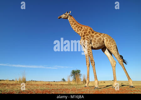 Geringer Betrachtungswinkel und einer Giraffe (Giraffa Camelopardalis) vor blauem Himmel, Südafrika Stockfoto