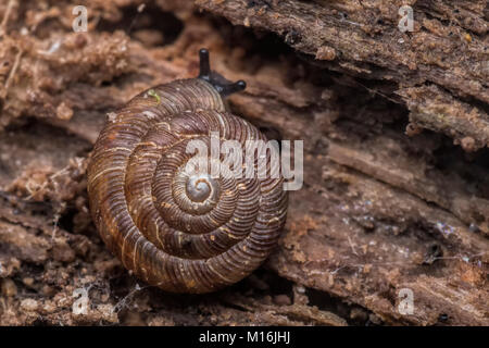 Abgerundet Schnecke (Discus rotundatus) auf der Unterseite der ein Stück morsches Holz auf dem Waldboden. Cahir, Tipperary, Irland. Stockfoto