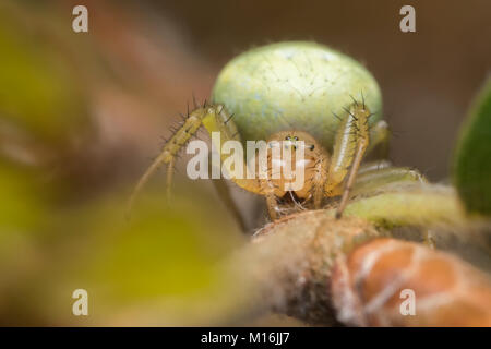 Gurken grüne Orb Spider (Araniella sp.), die sich auf die Zweigniederlassung einer Buche. Cahir, Tipperary, Irland. Stockfoto