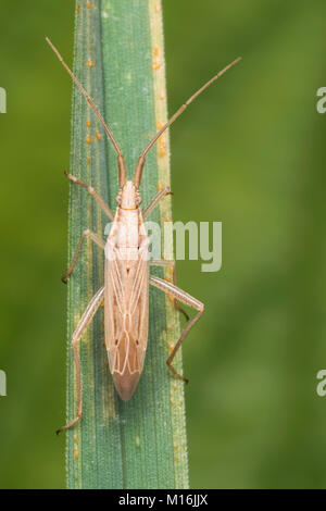 Gras Bug (Stenodema laevigata) ruht auf einem Grashalm. Cahir, Tipperary, Irland. Stockfoto