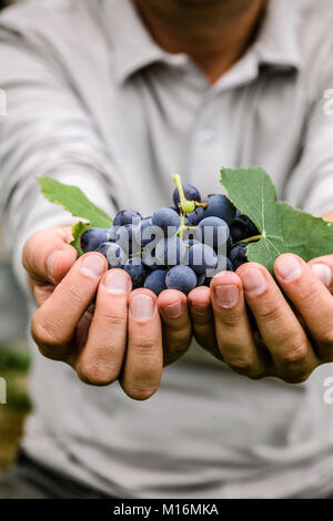 Trauben ernten. Frisch geerntet Bauern Hände mit schwarze Trauben. Stockfoto