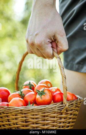 Tomatenernte. Bauern-Hände mit frisch geernteten Tomaten. Stockfoto