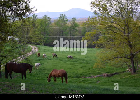 Reiterhof Stockfoto