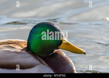 Männliche Stockente schwimmen auf dem Wasser. Grüne Kopf. Im späten Winter Wetter. Ausführliches portrait. Stockfoto