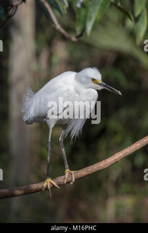 Snowy Egret, Egretta thula, Florida Stockfoto